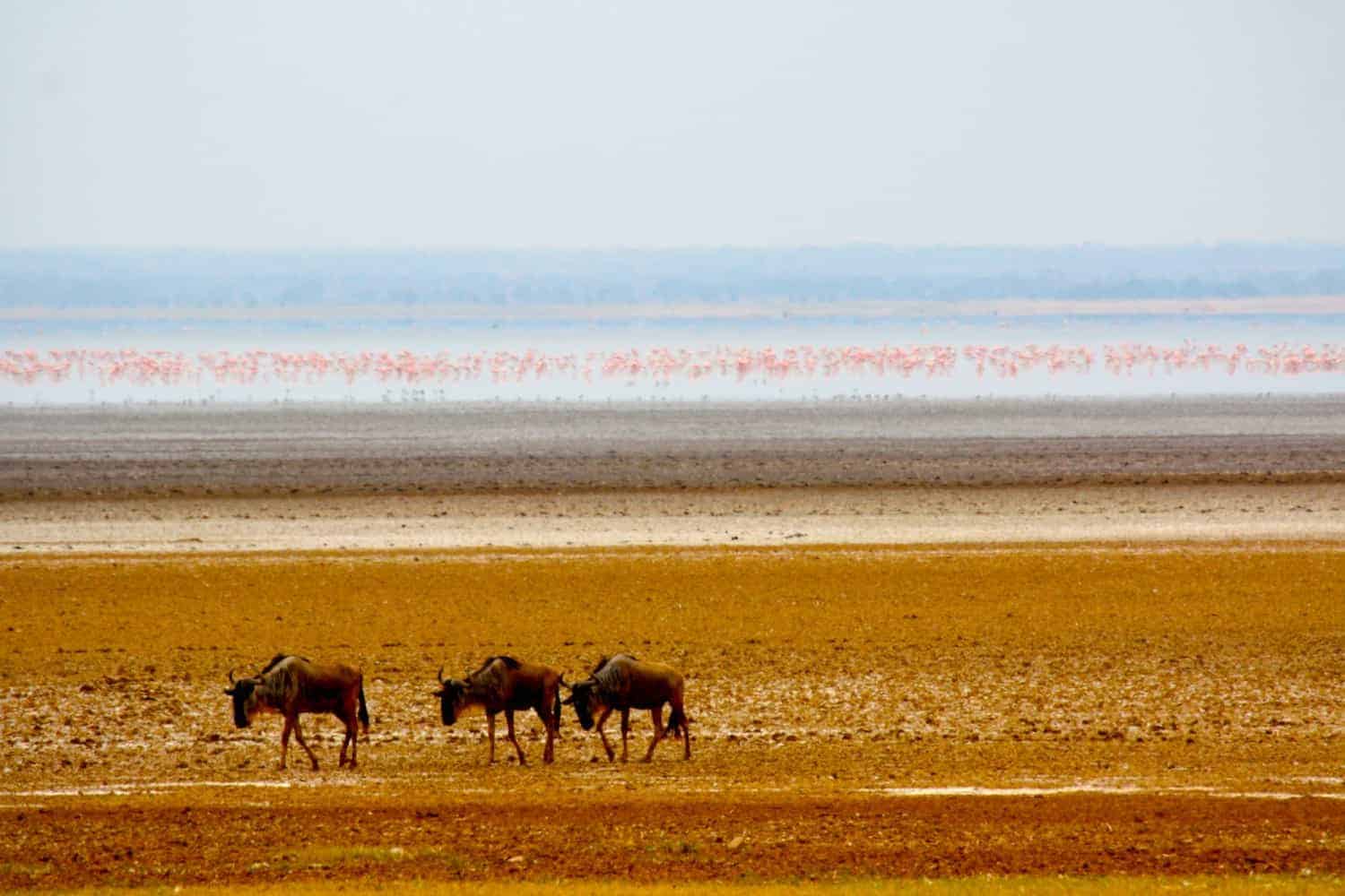 Wildebeest-in-Lake-Manyara-National-Park