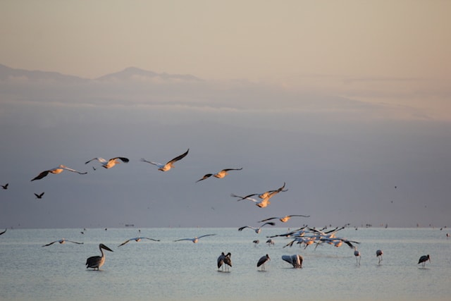 Lake Manyara-11