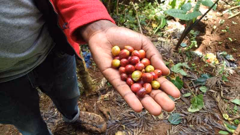 Materuni-Waterfalls-Coffee-Tour