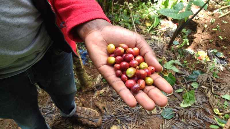 Materuni-Waterfalls-Coffee-Tour