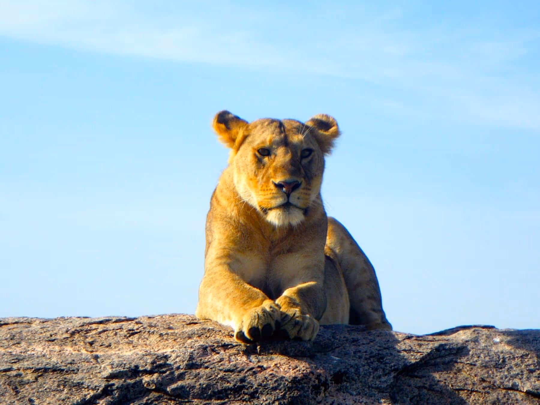 Lion-On-Kopje