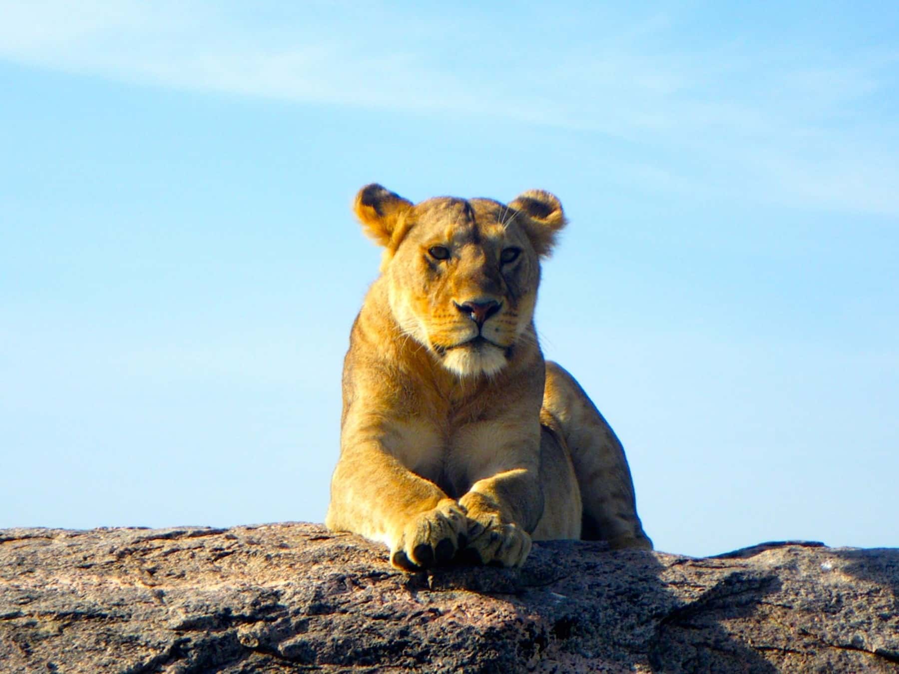 Lion-On-Kopje
