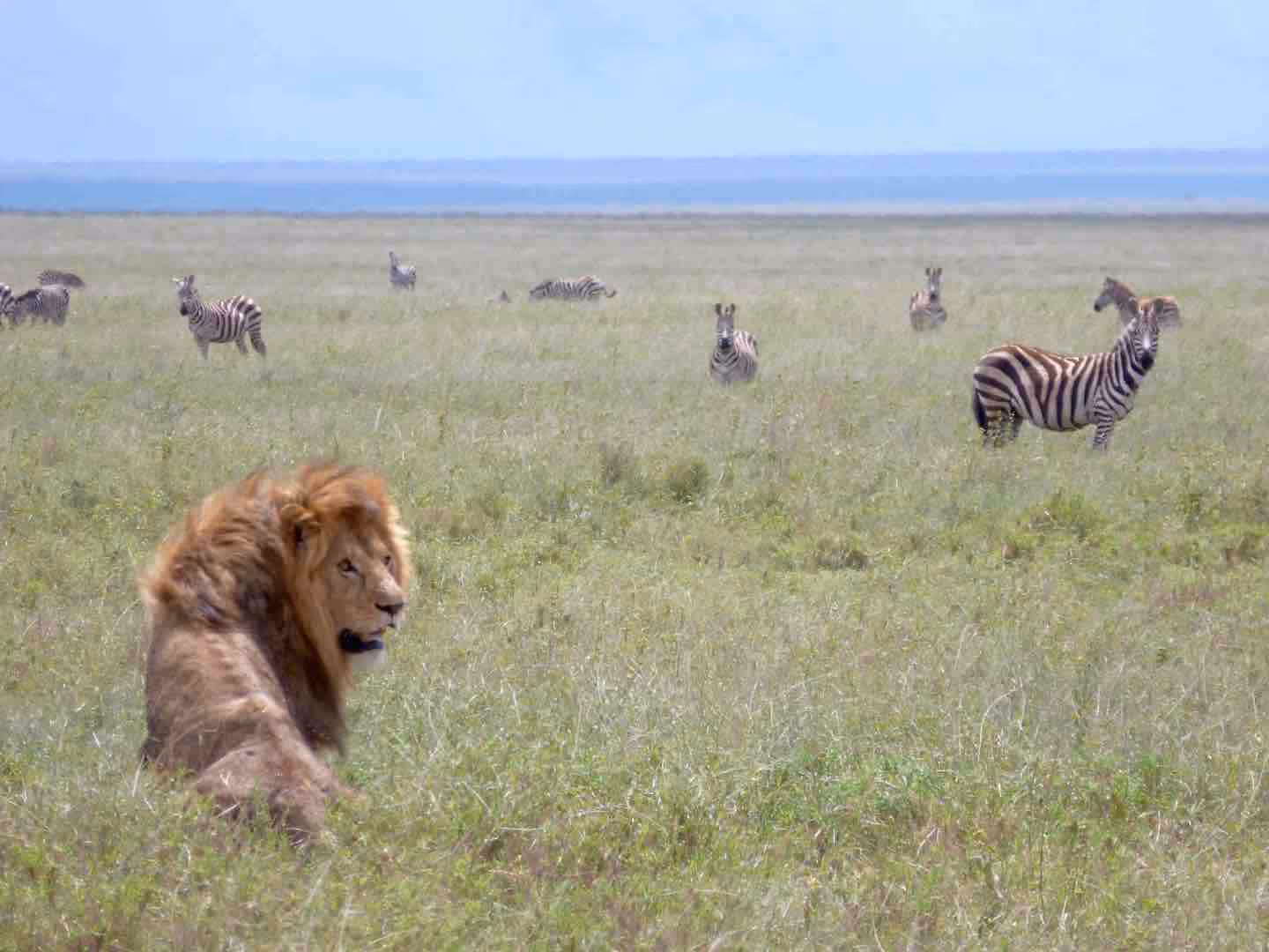 6-Days-Tanzania-Camping-Safari