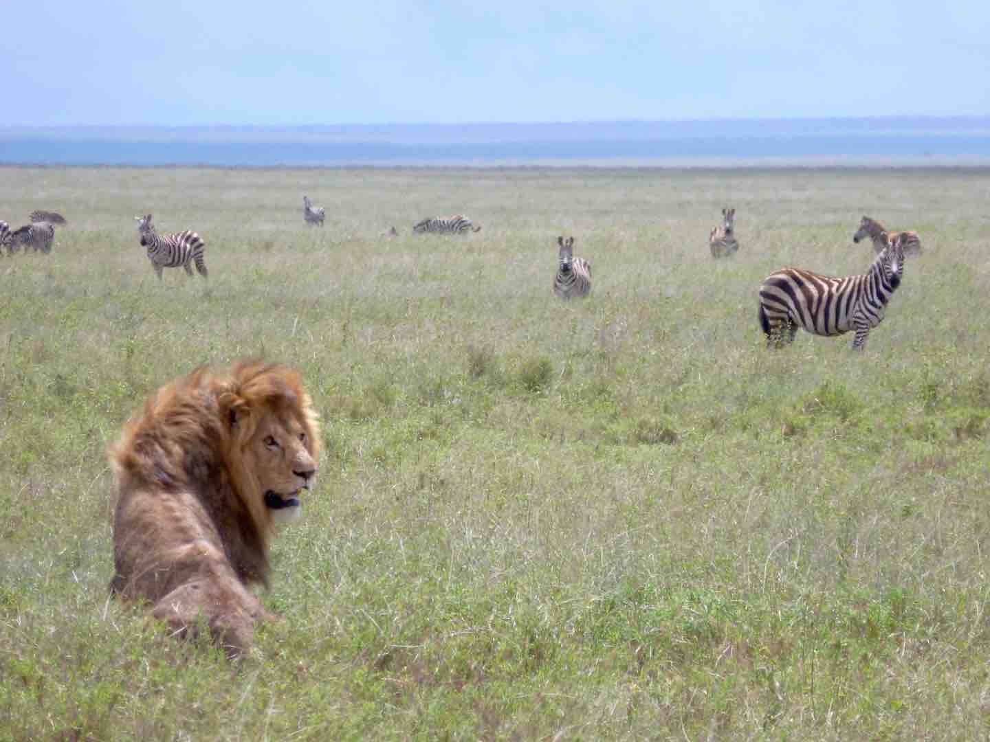6-Days-Tanzania-Camping-Safari