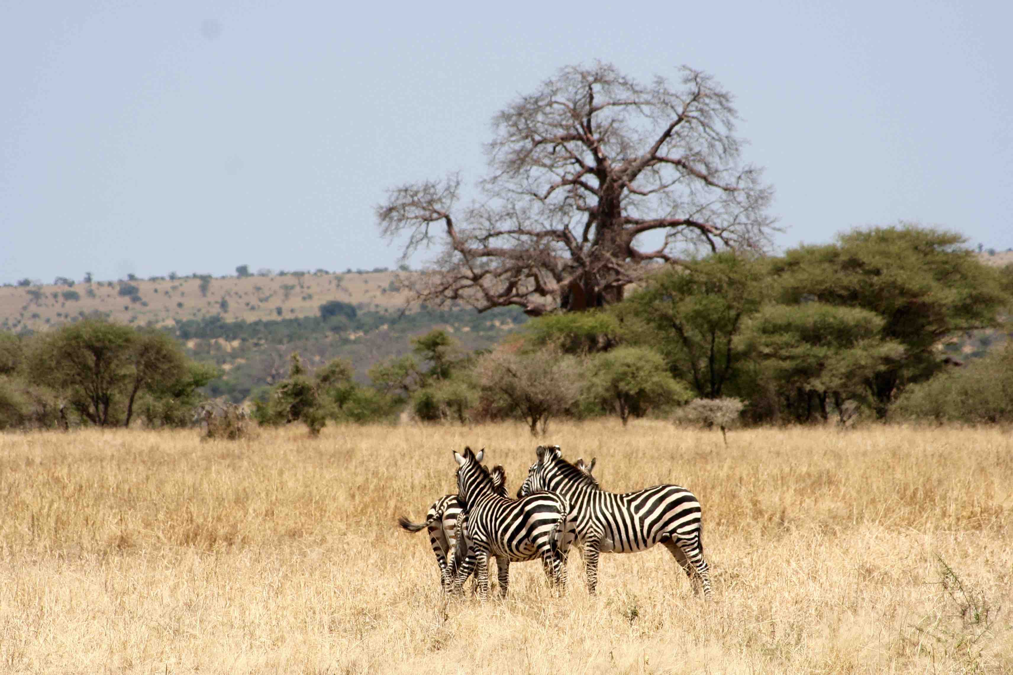 Safari Tour In Tanzania