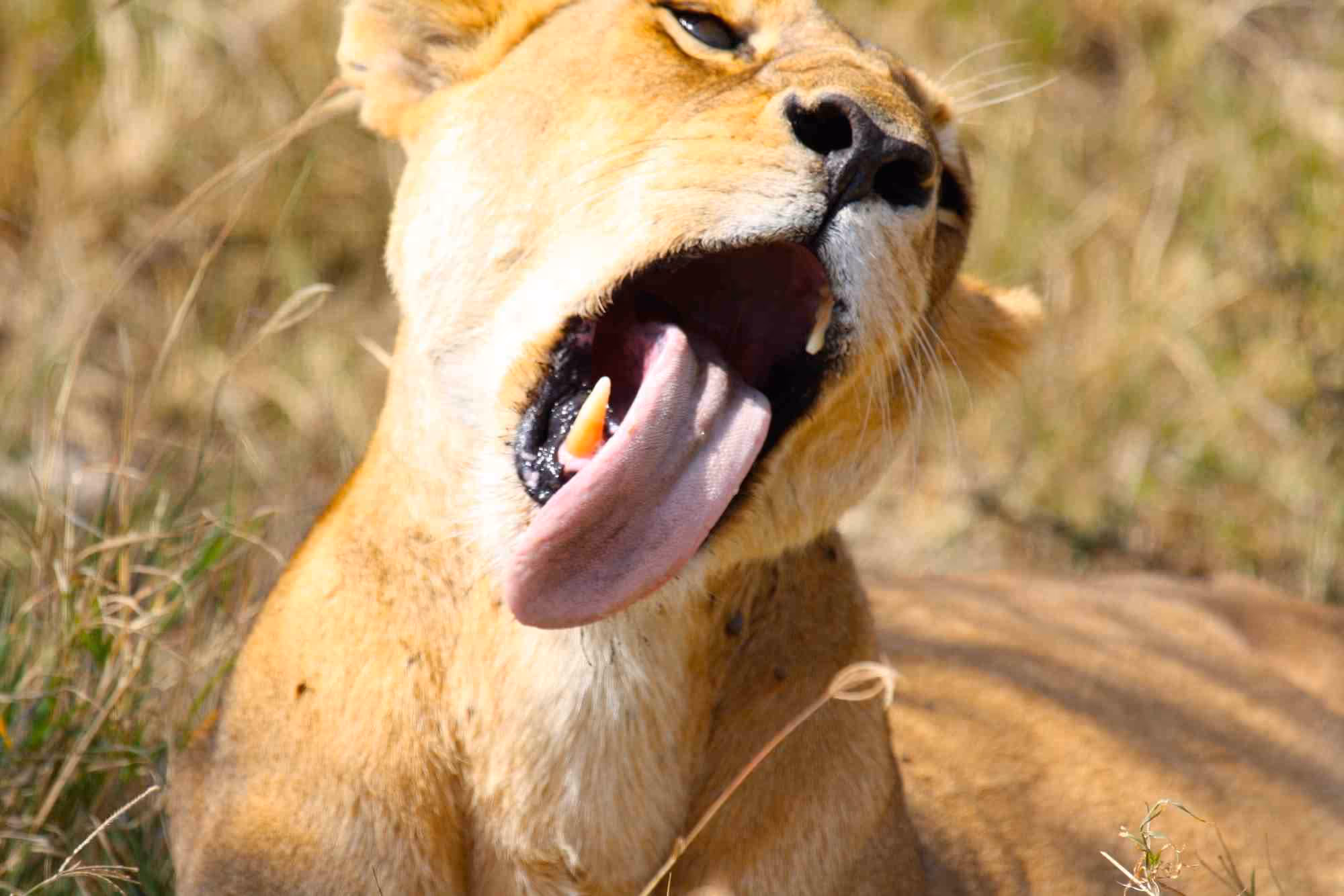 Afrikanischer Löwe