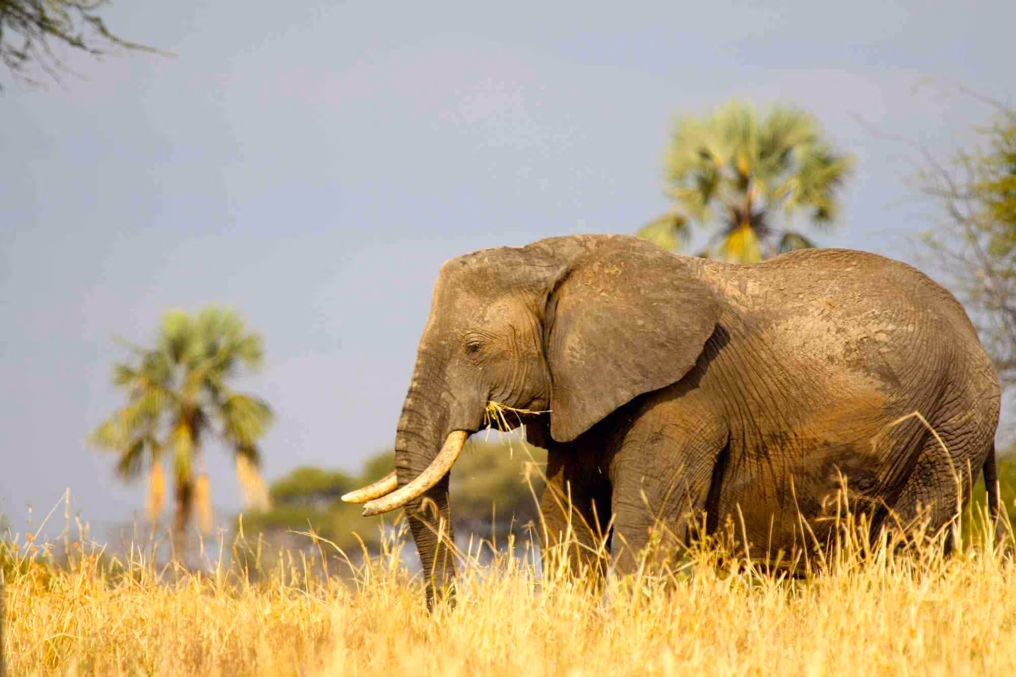 Afrikanischer Elefant