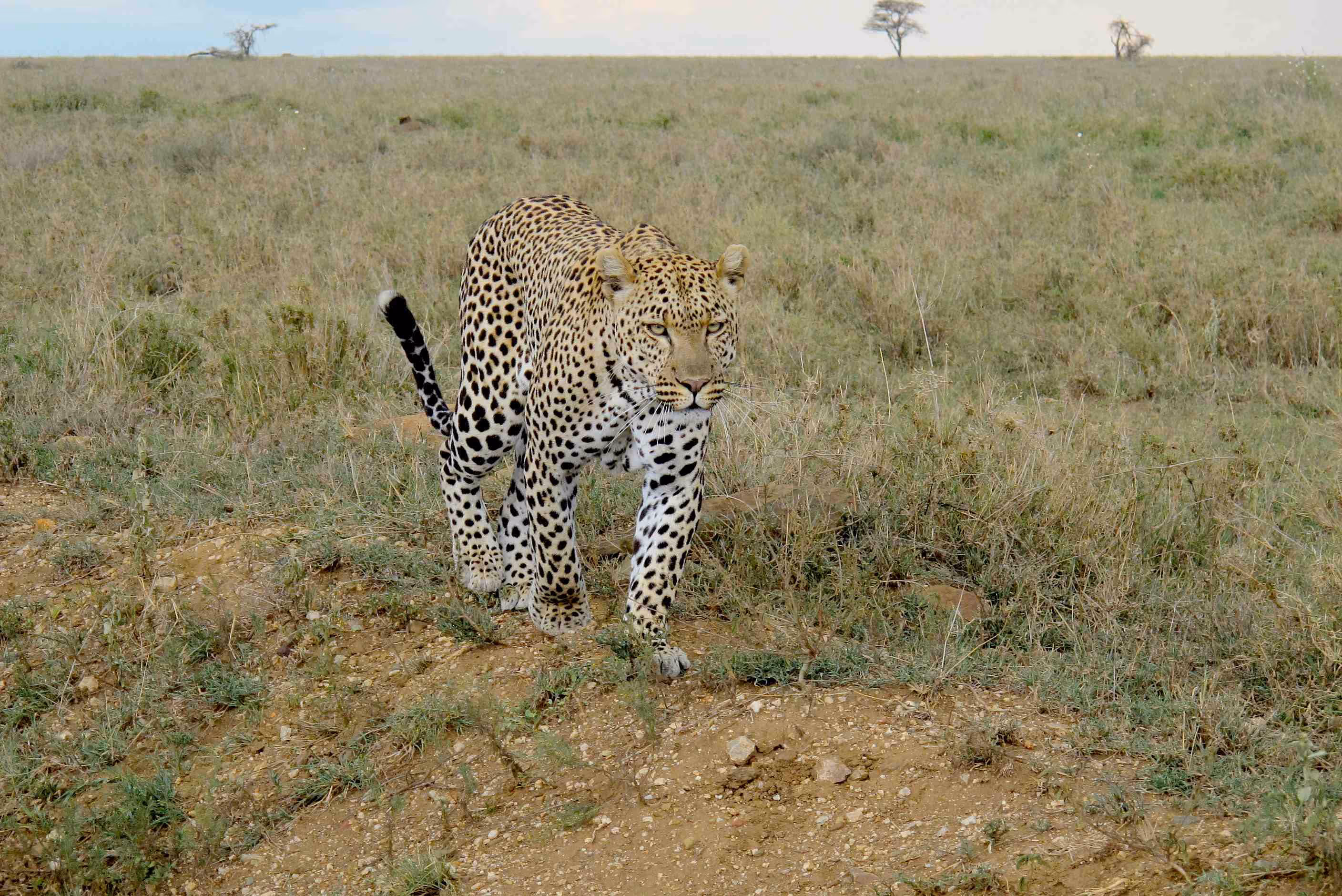 Afrikanischer Leopard