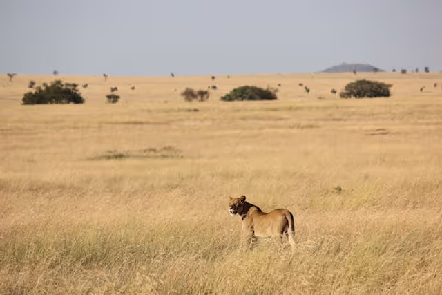 Lioness in Serengeti