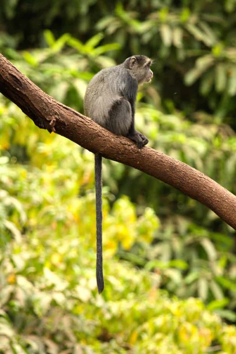 Blue-Monkey-at-Arusha-National-Park