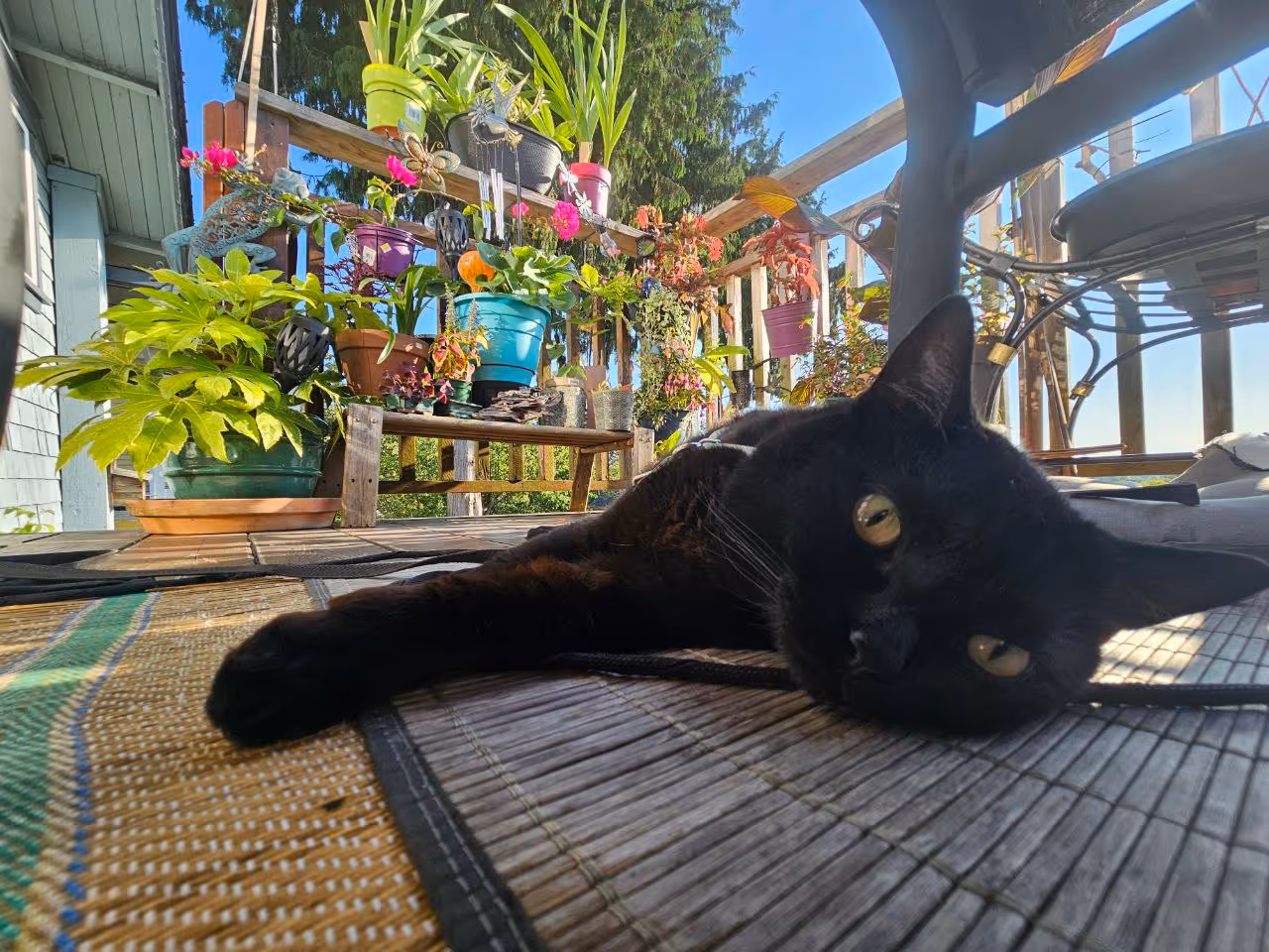 My cat, Cyrus lounges in the shade in the garden