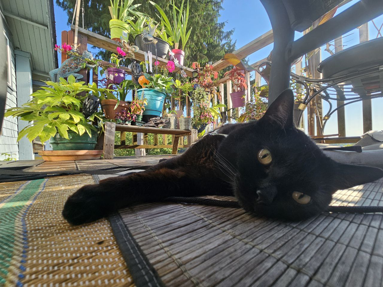 My cat, Cyrus lounges in the shade in the garden