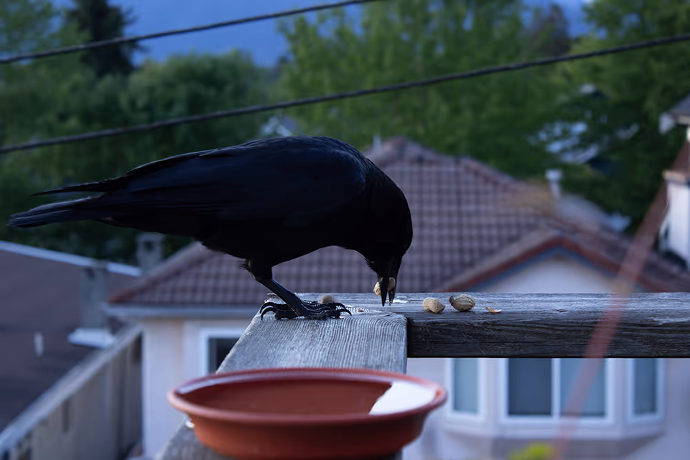 Crowseph the crow