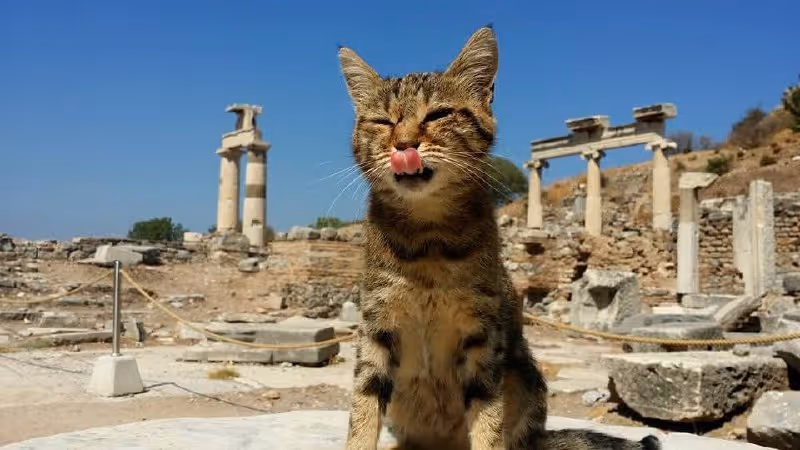 A cat lives within the ancient ruins of Ephesus in Selcuk, Turkey.