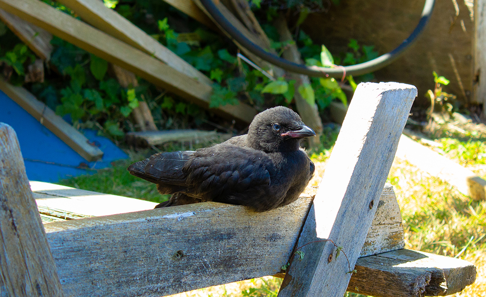 A baby crow named Poe, who was raised at my house in 2024.
