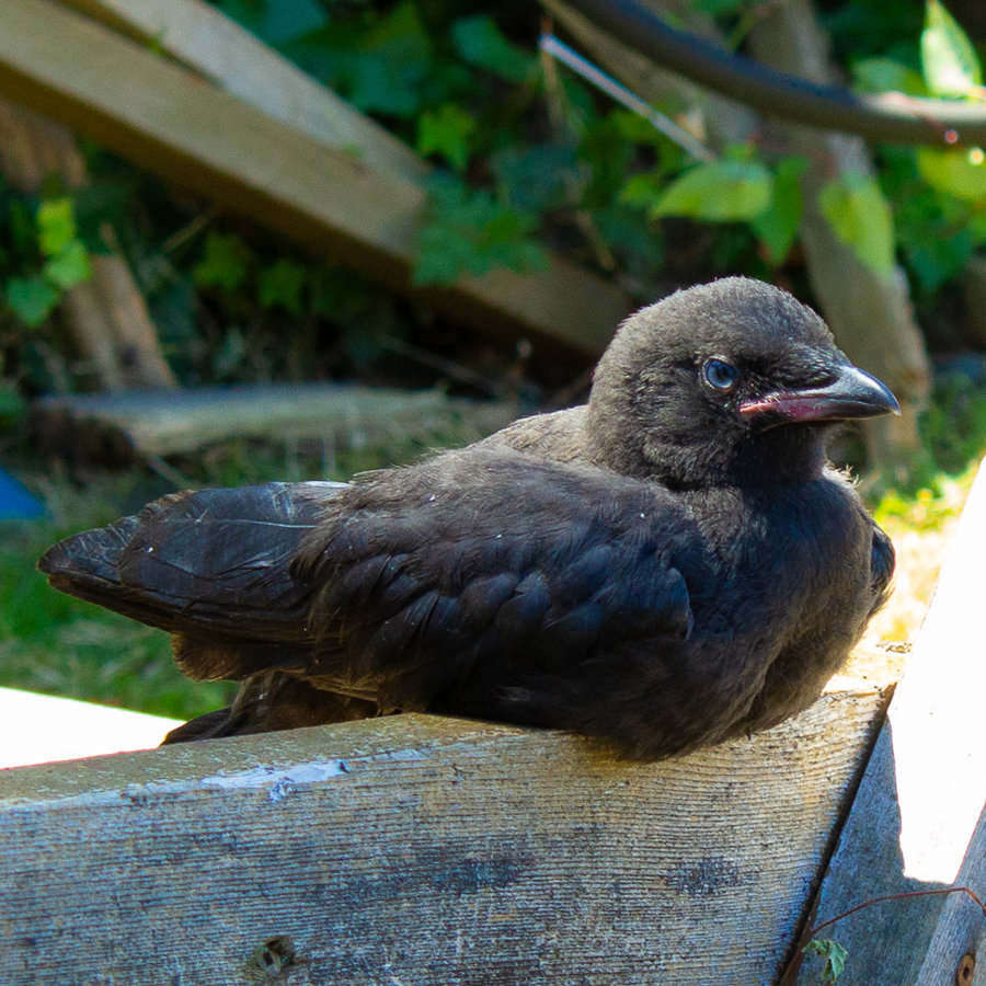 "Poe" the baby crow.