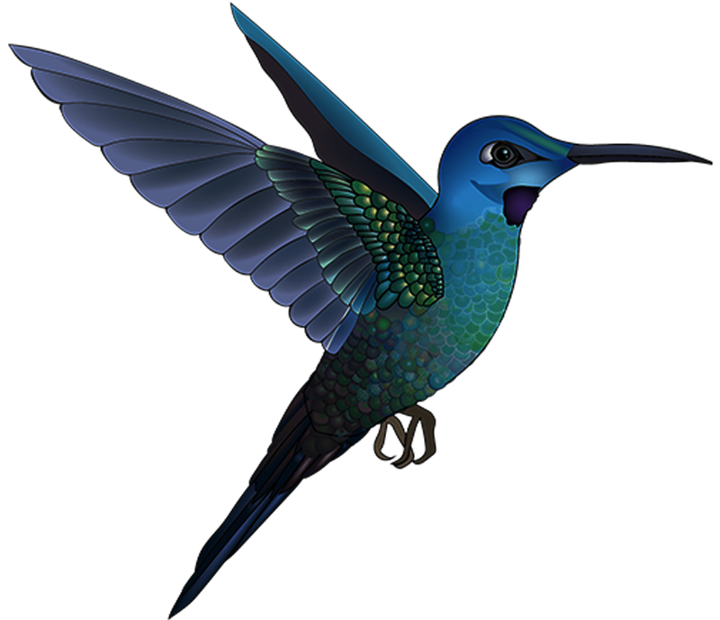 Hummingbird Vector Illustration © Mikhaila Shelle