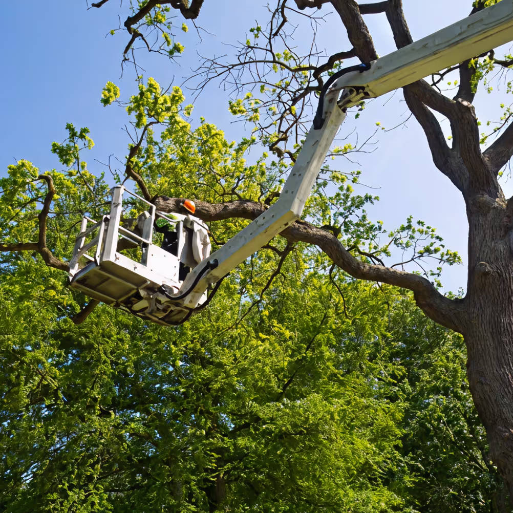 Tree pruning by Mission Landscape Companies