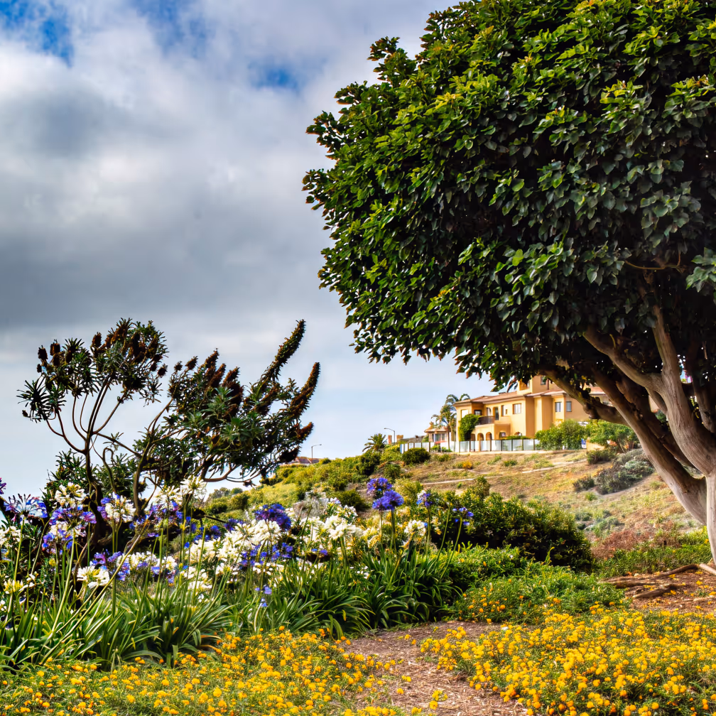 Mission Landscape maintained property