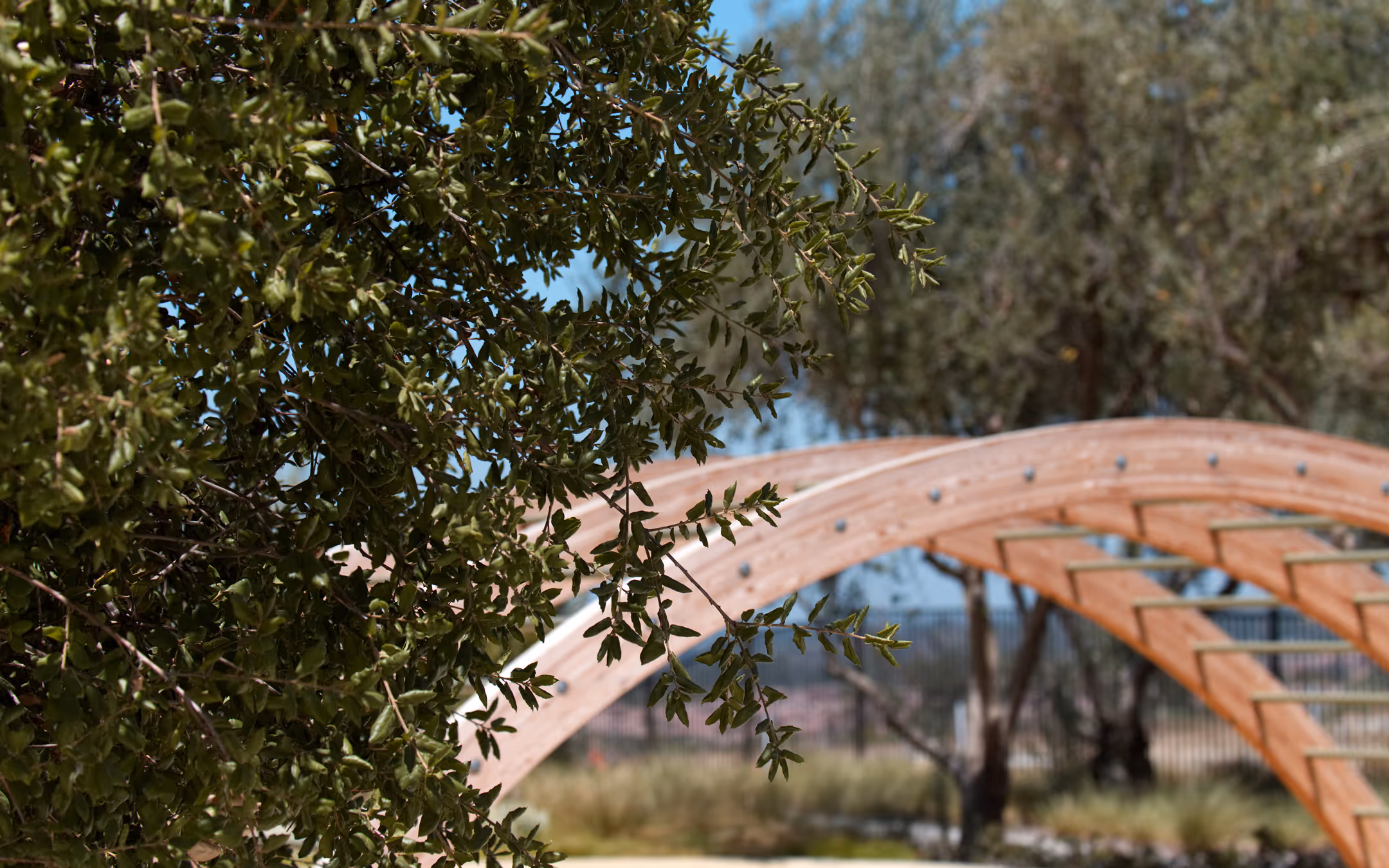 Olive trees maintained by Mission Landscape Companies