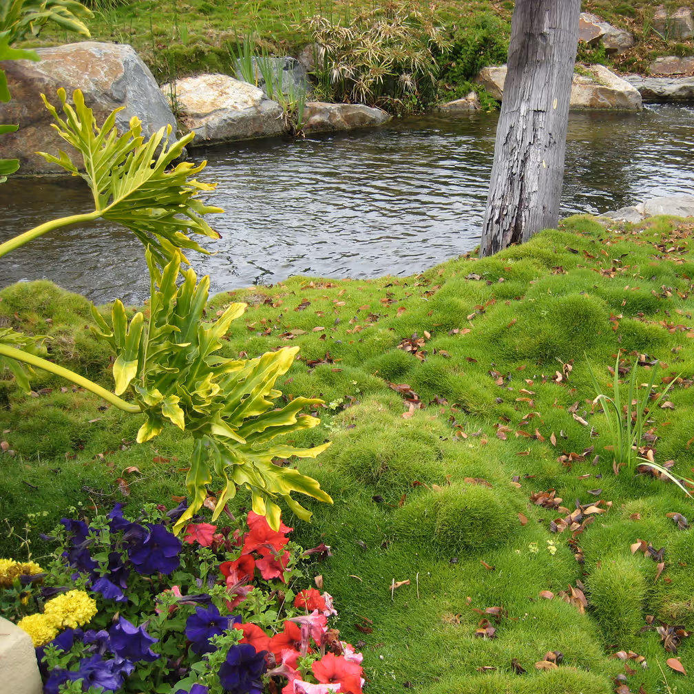 Mission Landscape Companies water management project