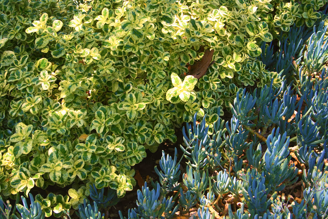 Drought tolerant plants