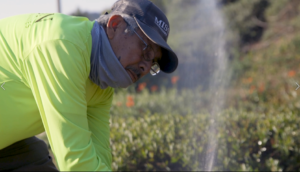 Irrigation specialist at Mission Landscape