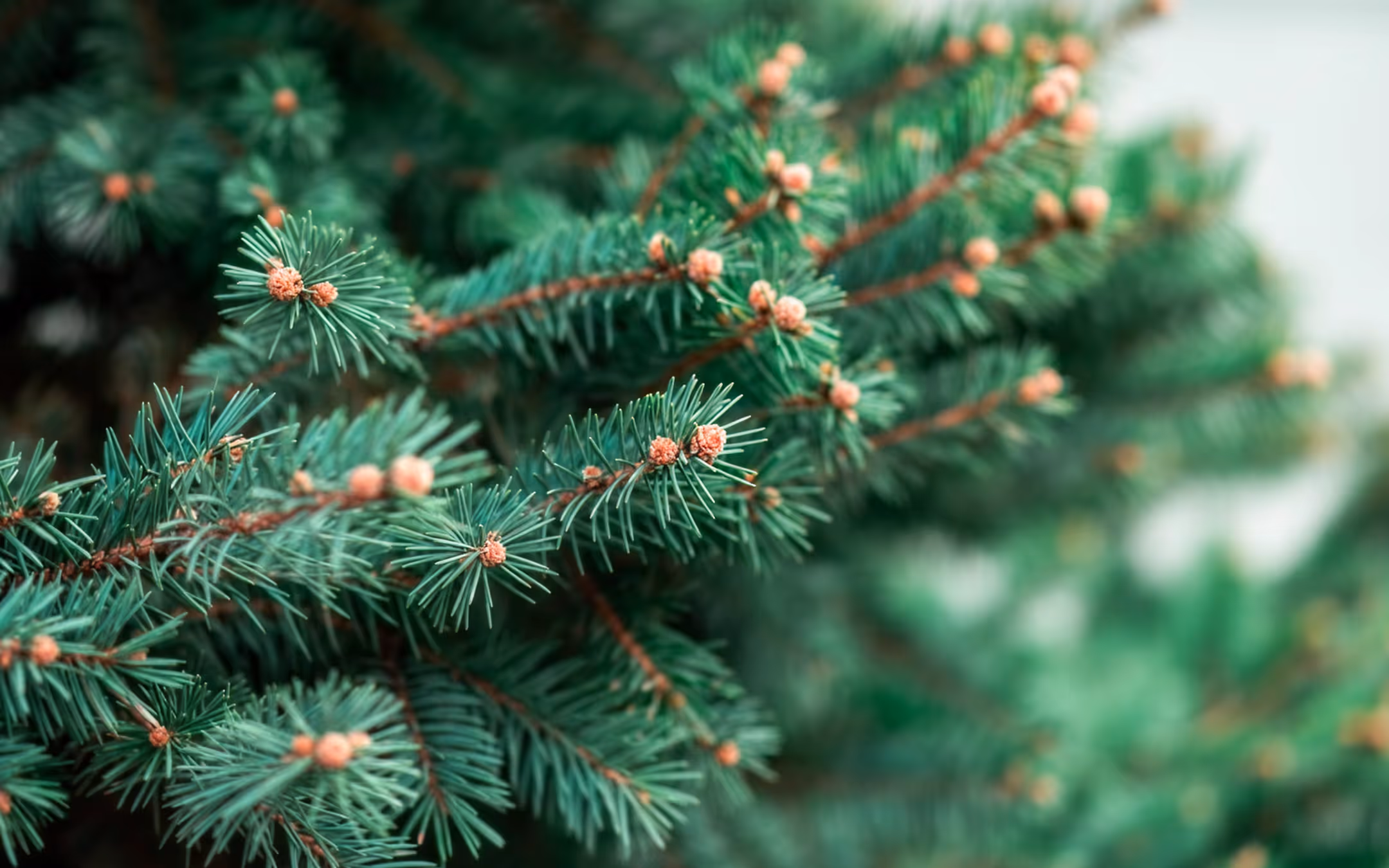 How To Get Rid Of Your Christmas Tree