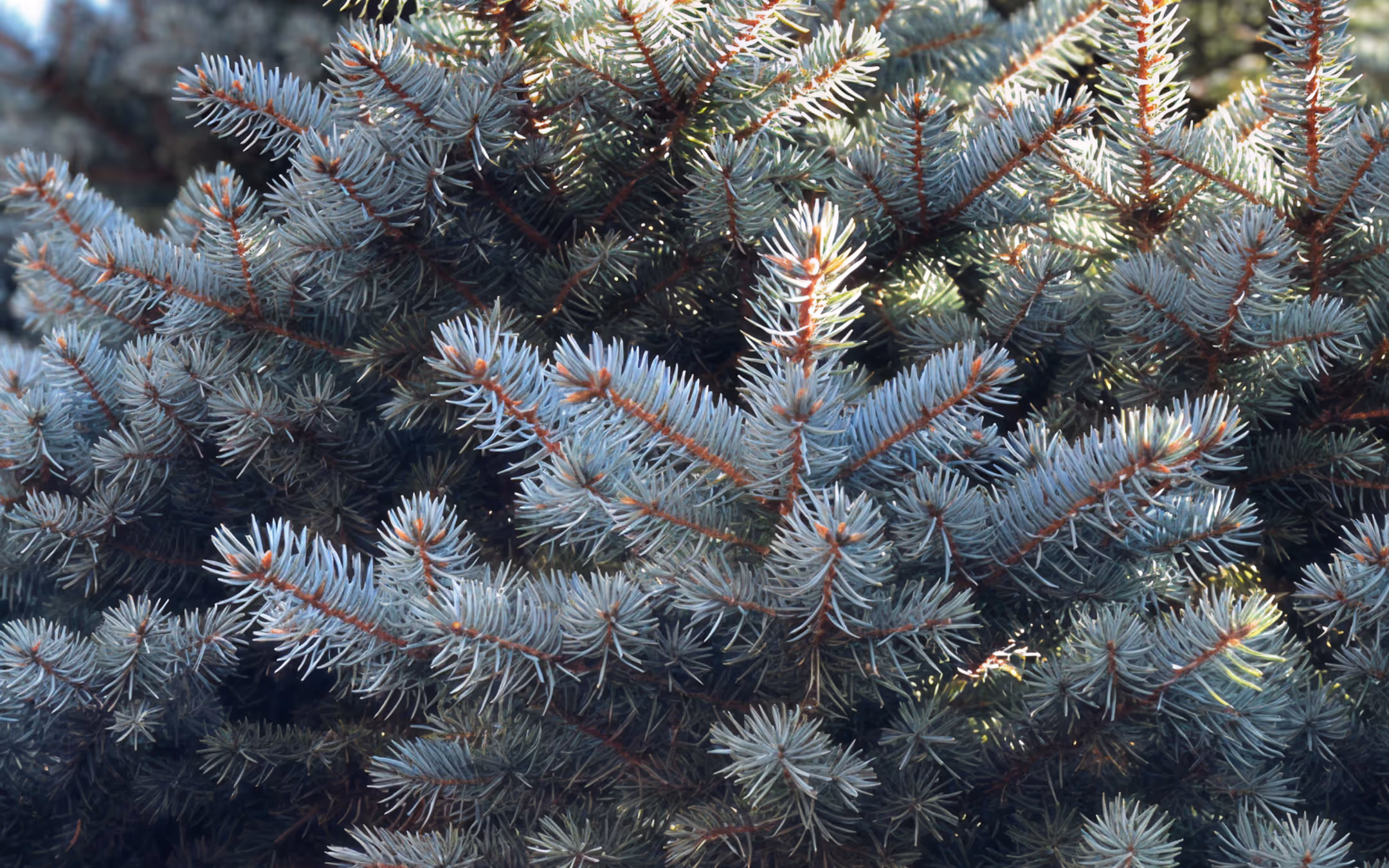 Picking And Maintaining Your Christmas Tree 
