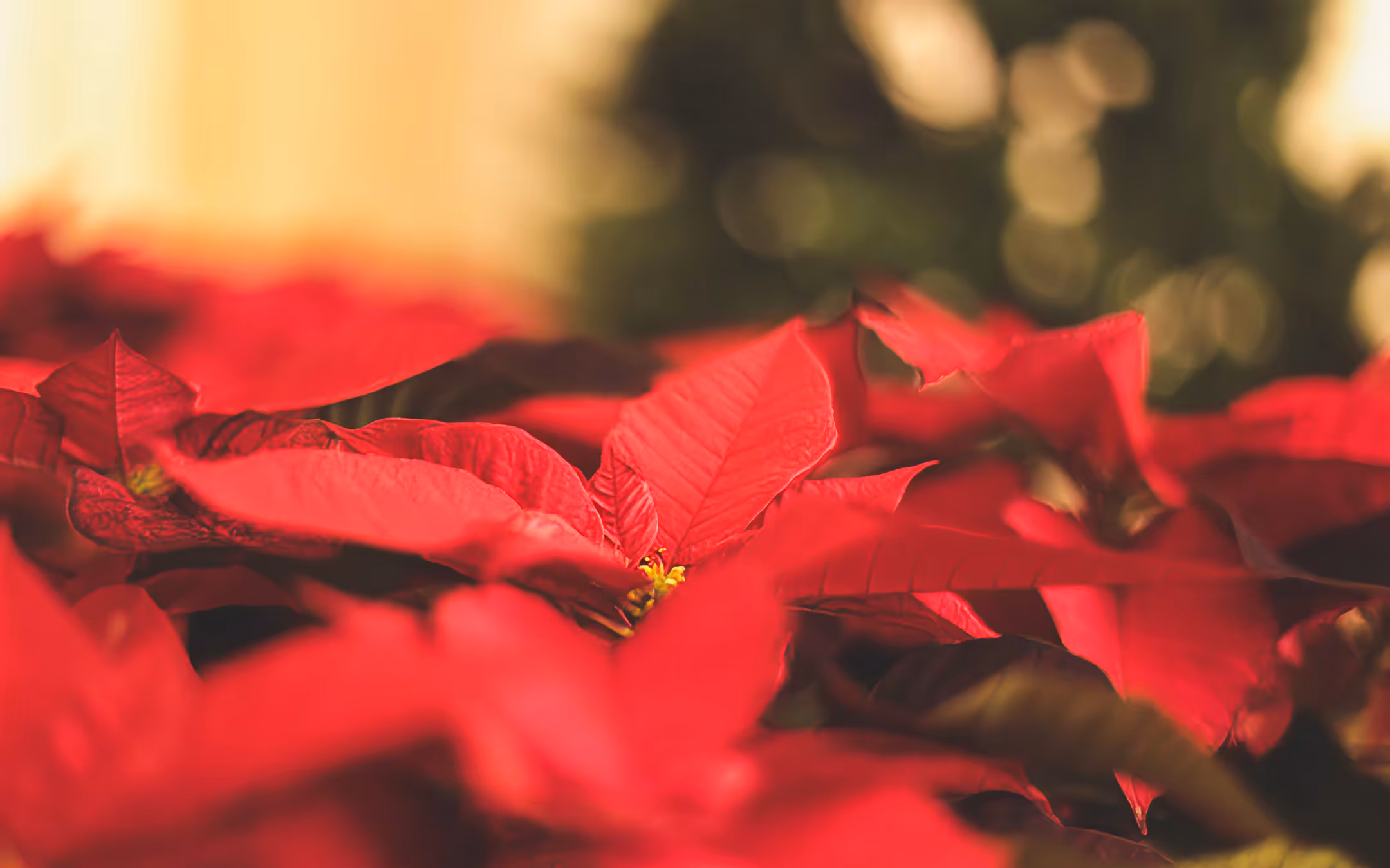How To Pick The Perfect Poinsettias
