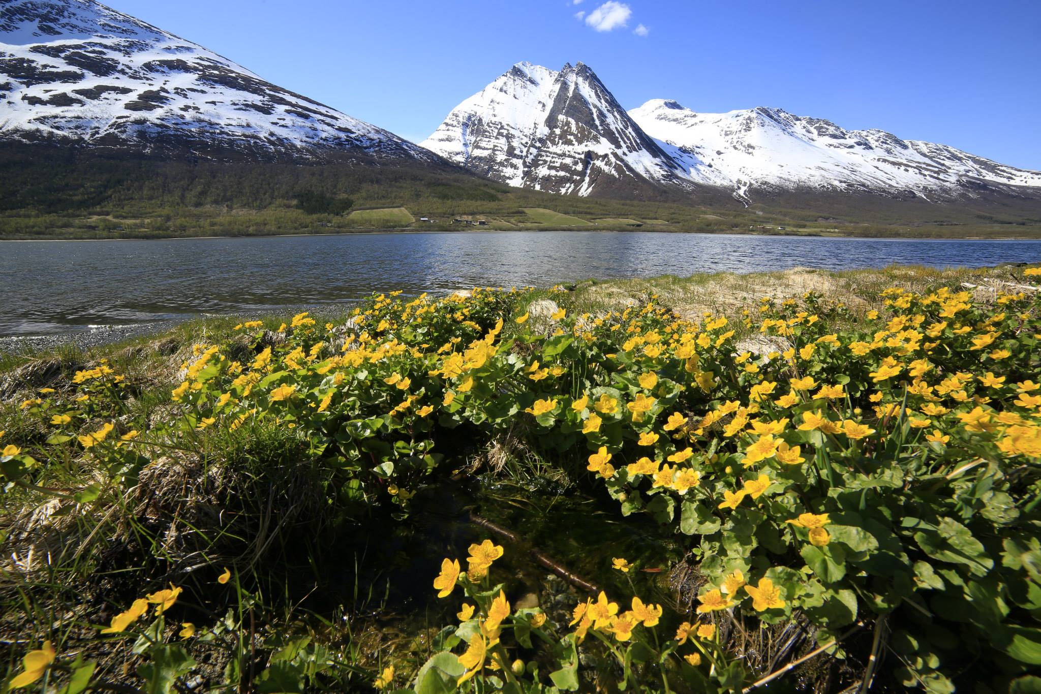 Nå spirer det i Balsfjord, og Russetinden troner bak. Foto: Annar Ryan