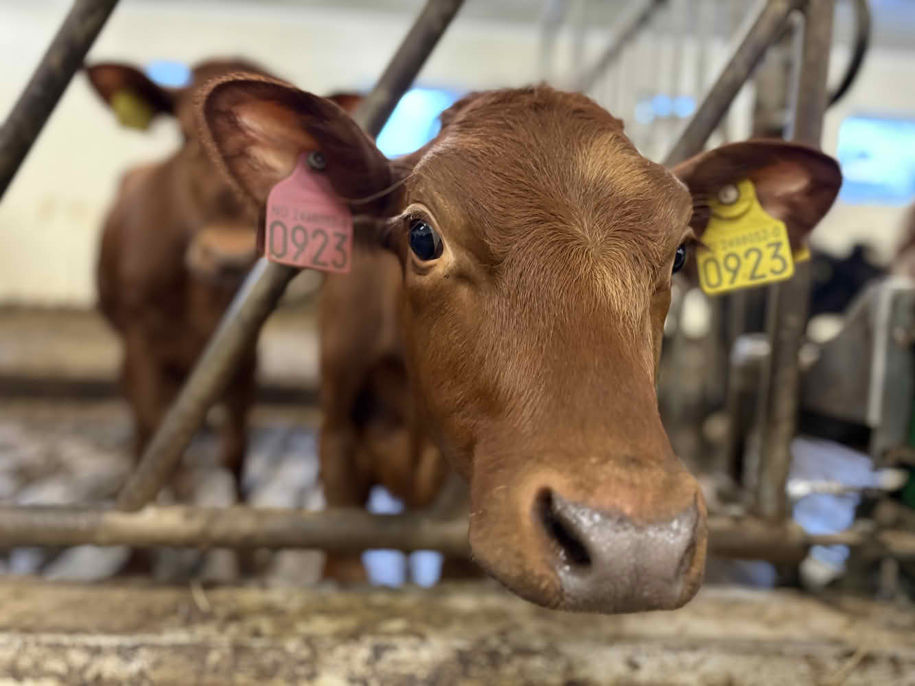 view article details