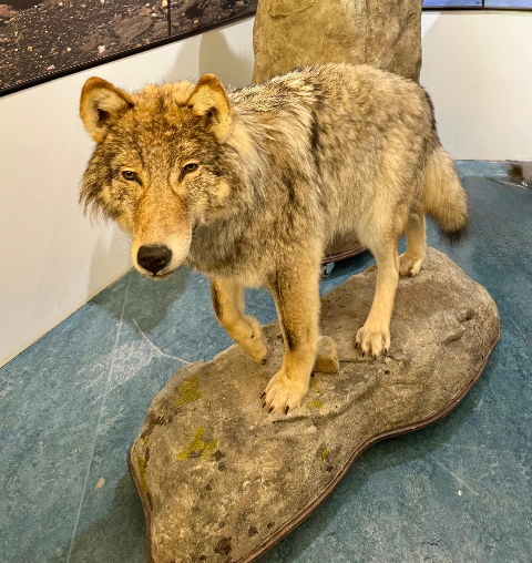 Bo i Balsfjord: En formiddag på Fjordmuseet