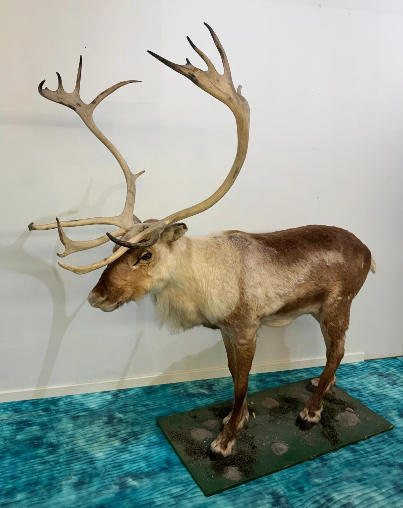 Bo i Balsfjord: En formiddag på Fjordmuseet