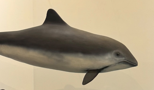 Bo i Balsfjord: En formiddag på Fjordmuseet