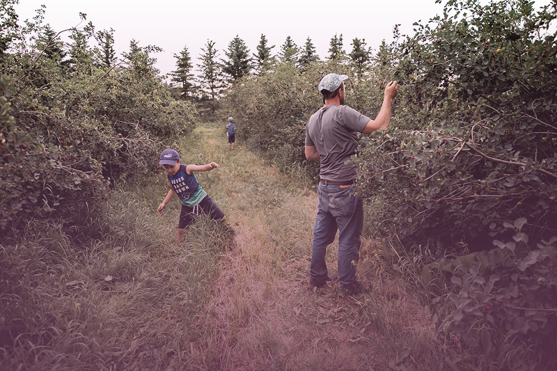 Saskatoon Farm Purple.