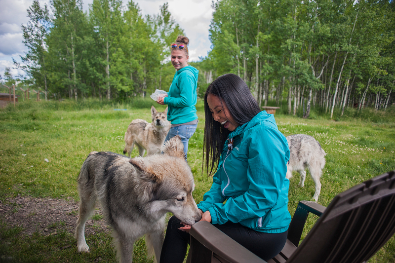 Wolf Dog Sanctuary Green.