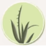 Weed/Shrub Illustration