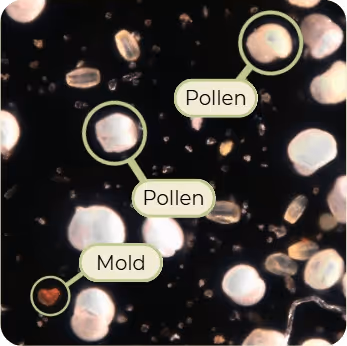 small square frame with 2 tagged pollen particles and 1 tagged mold particle.