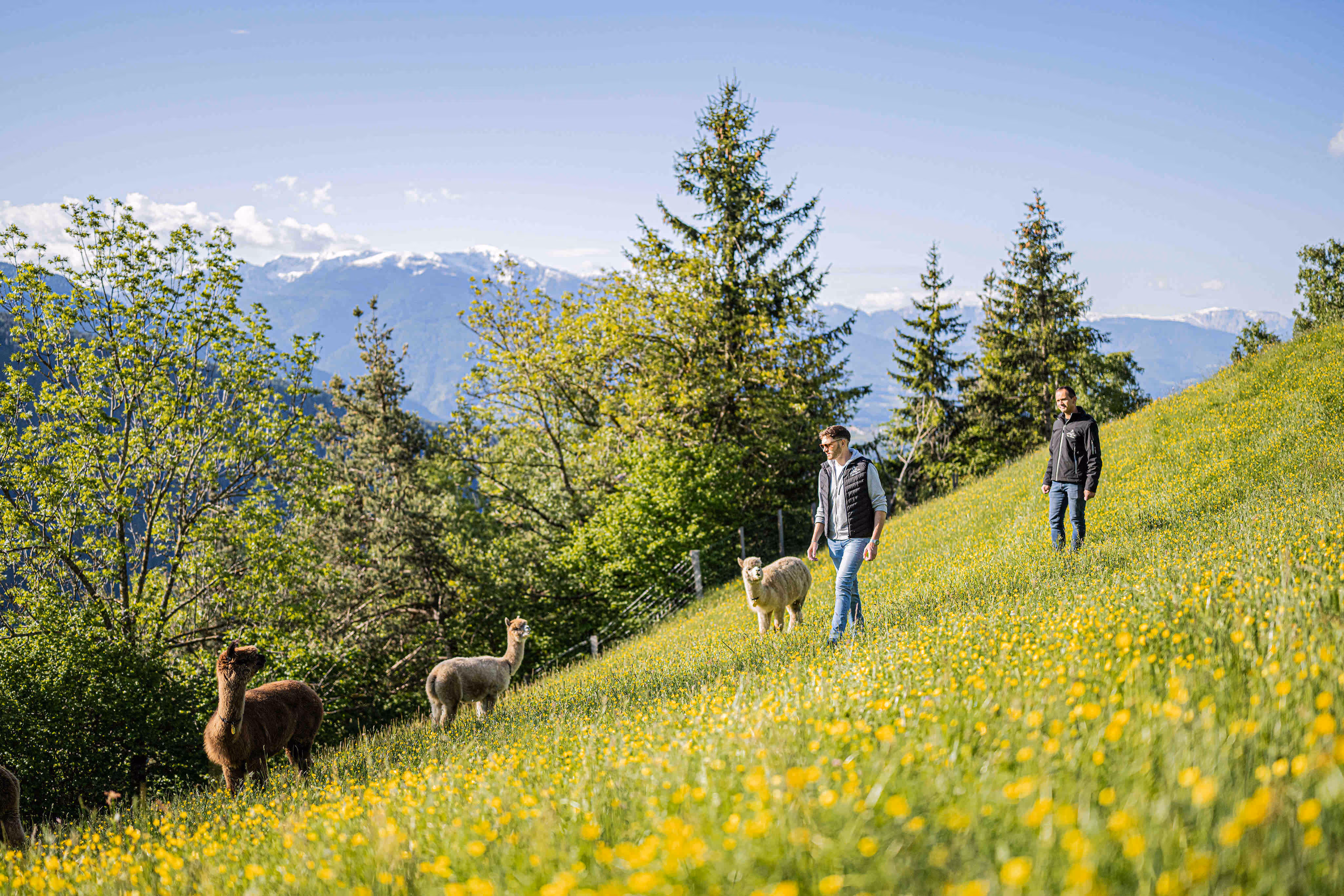 Norbert Köck and Jonas Oberhammer are standing in the pasture together with several alpacas.








