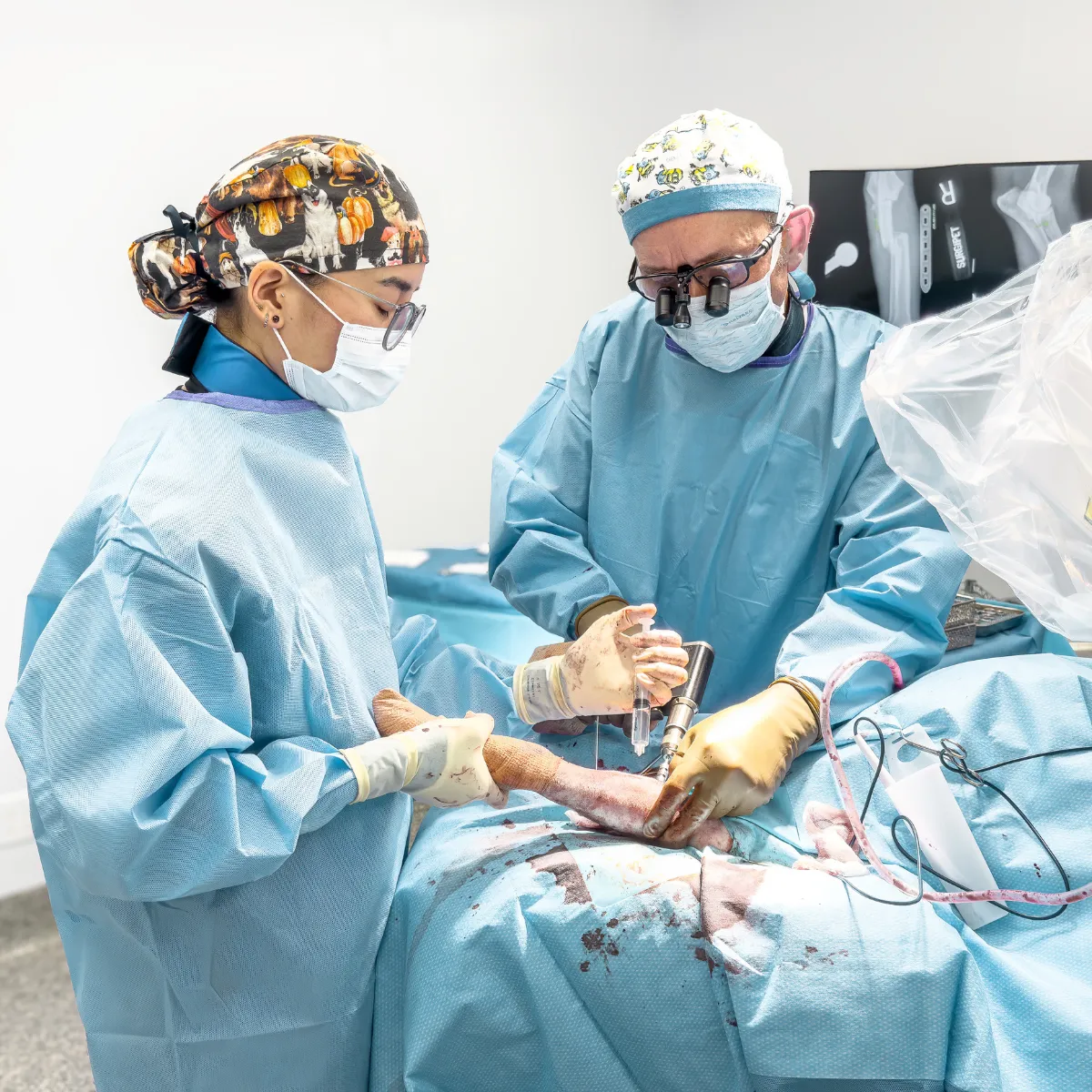 cat surgery