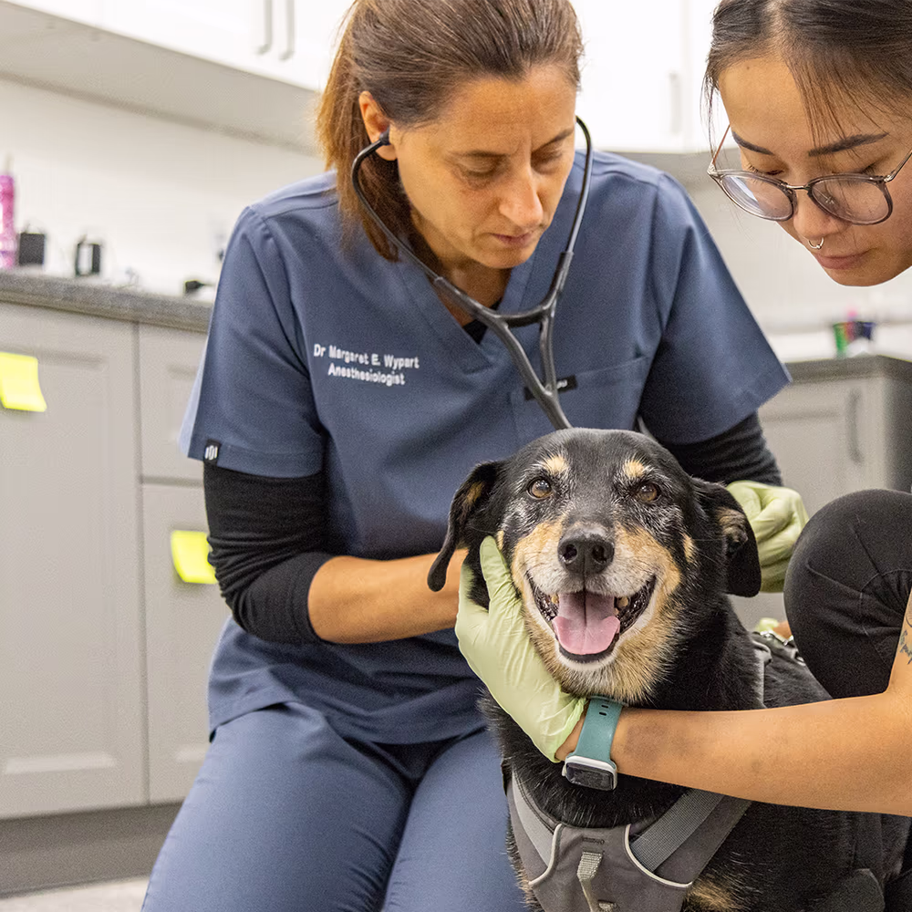 Veterinary anesthesiologist Dr. Margaret Wypart examines a senior dog held steady by an assistant.