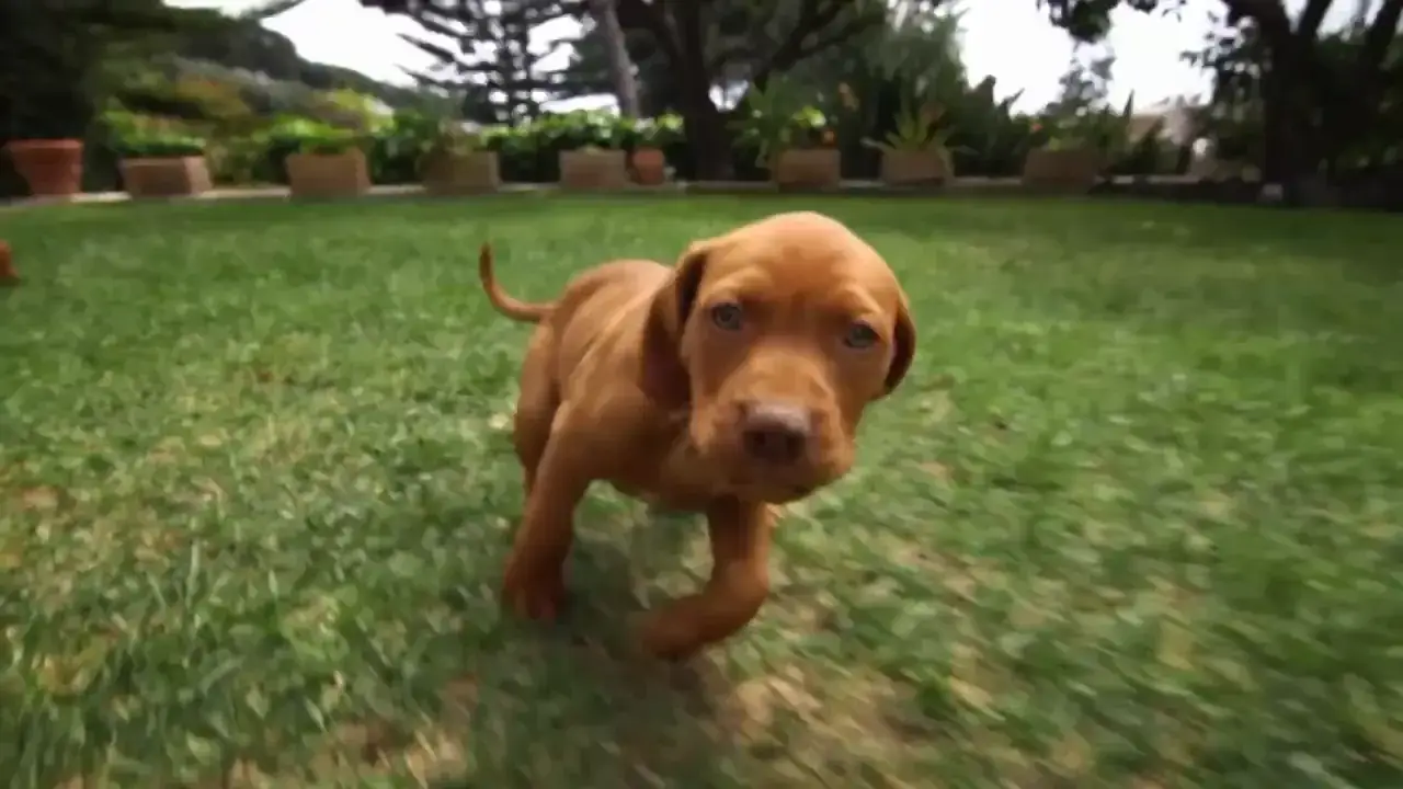 Puppy running on a lawn at Surgipet.