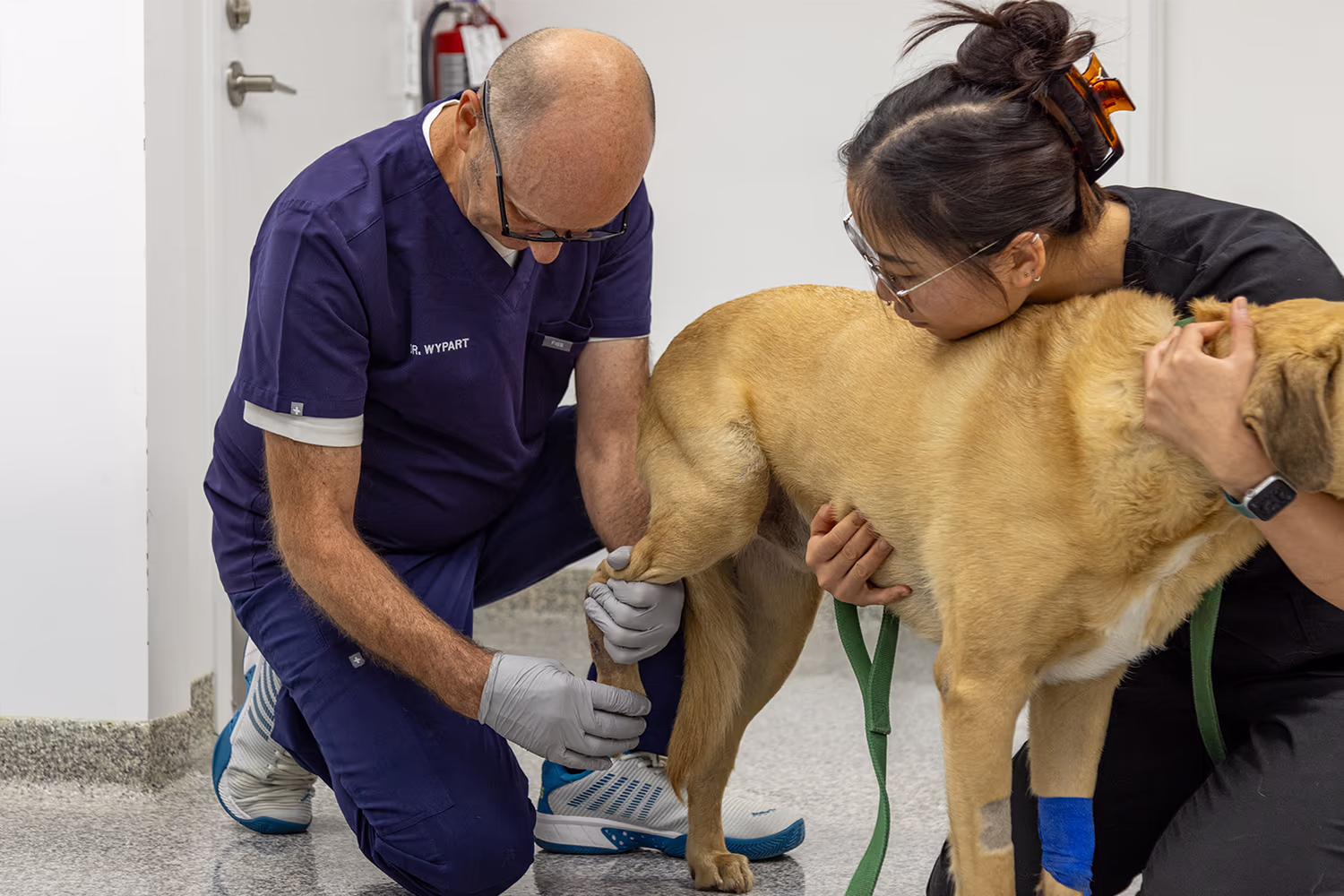 Dr. Jaroslaw Wypart, chief surgeon, examines a dog during consultation for TPLO surgery