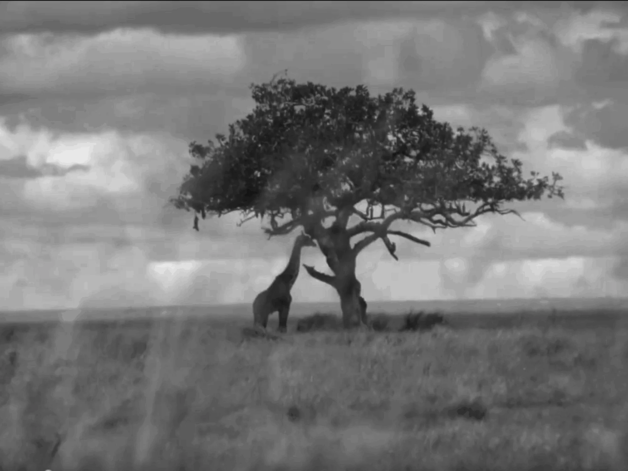 A giraffe beneath an acacia tree under a dramatic sky