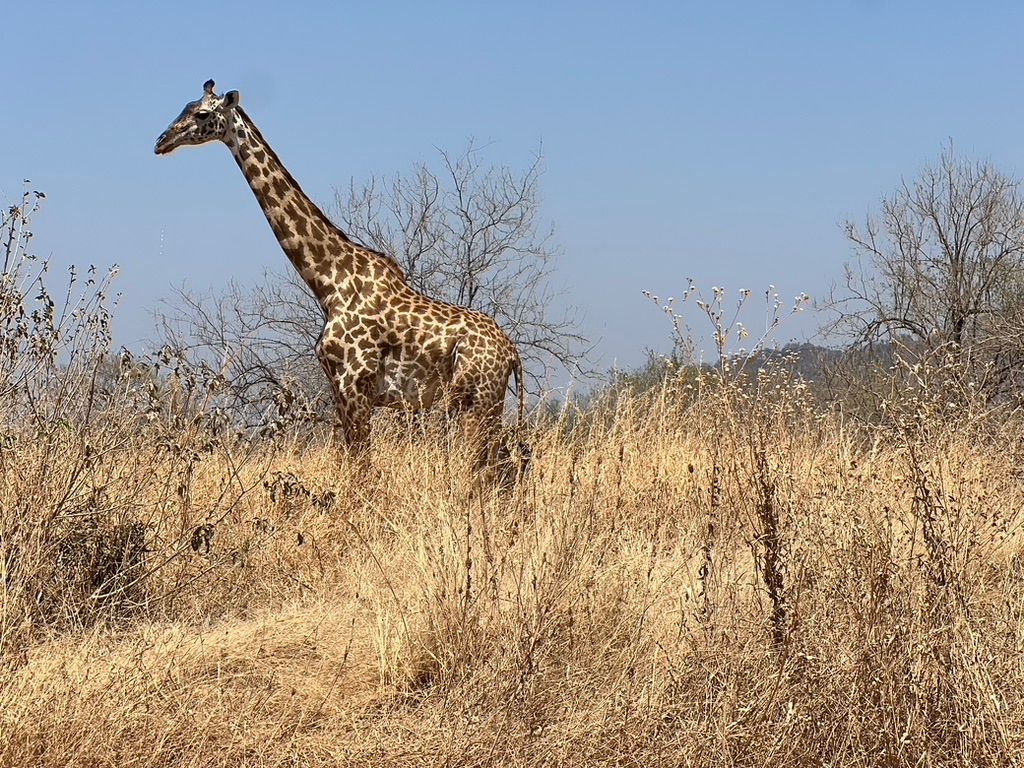 giraffe photo