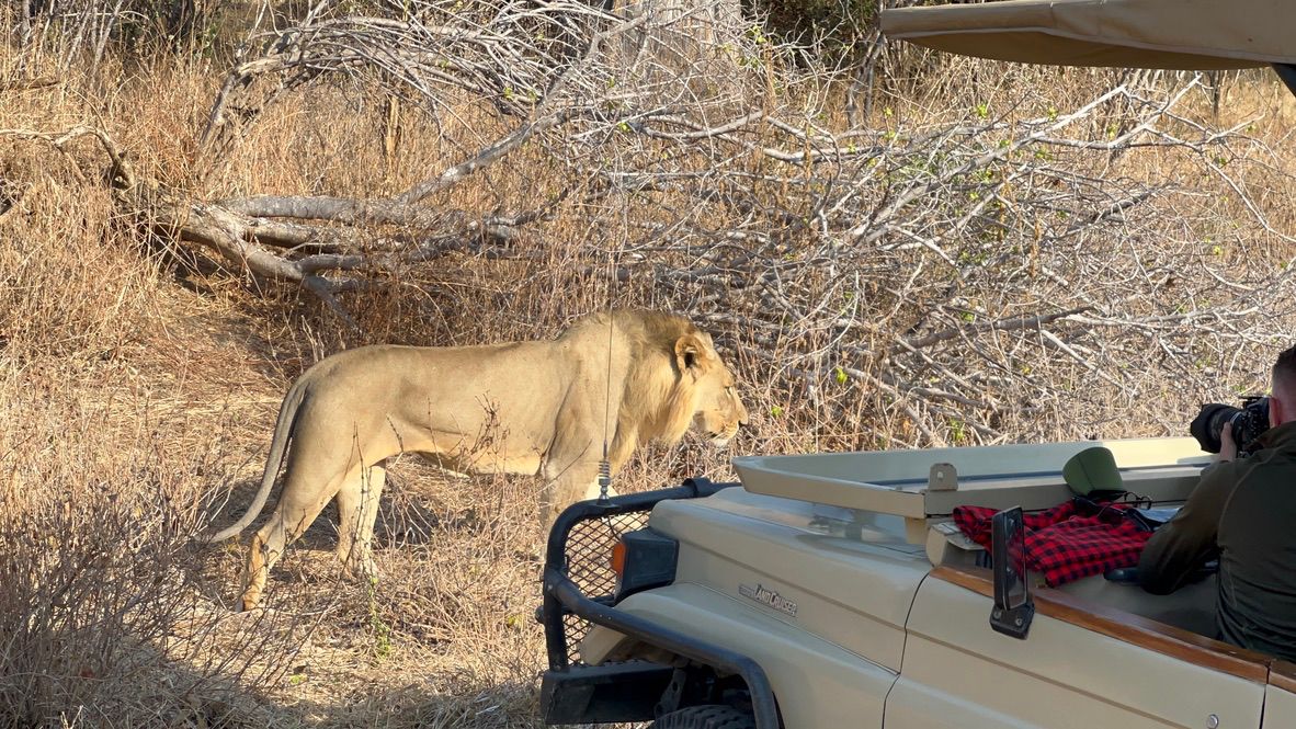 safari tour photo