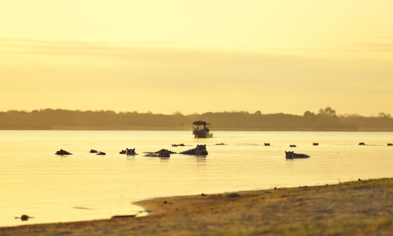 2 Day Luxury Wildlife Encounter Safari Tour in Nyerere National Park