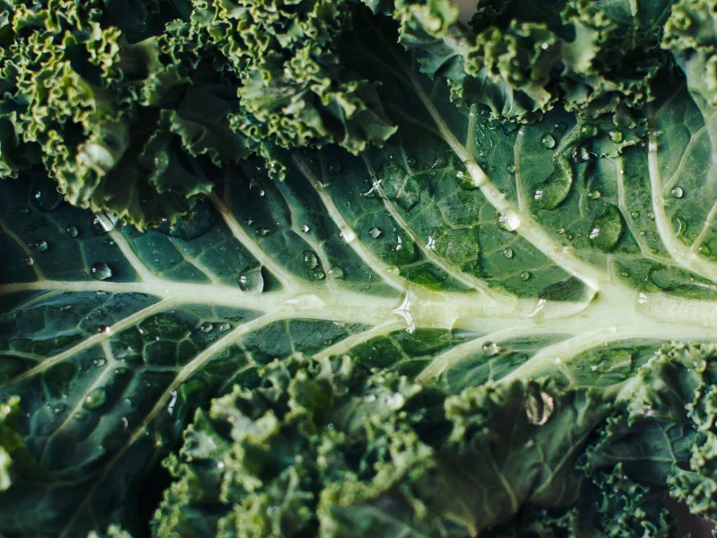 A close up photo of Kale