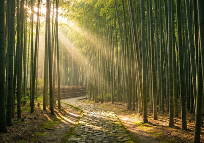 Japan -- Arashiyama Bamboo Grove, Kyoto